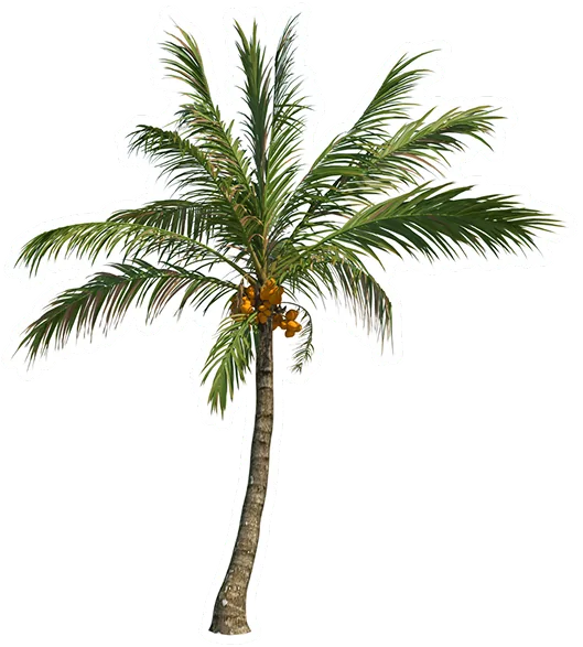 Pohon Kelapa