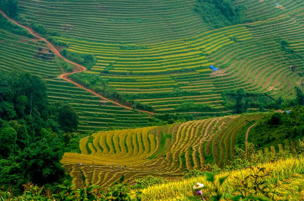 Rice Terrace Fields 2
