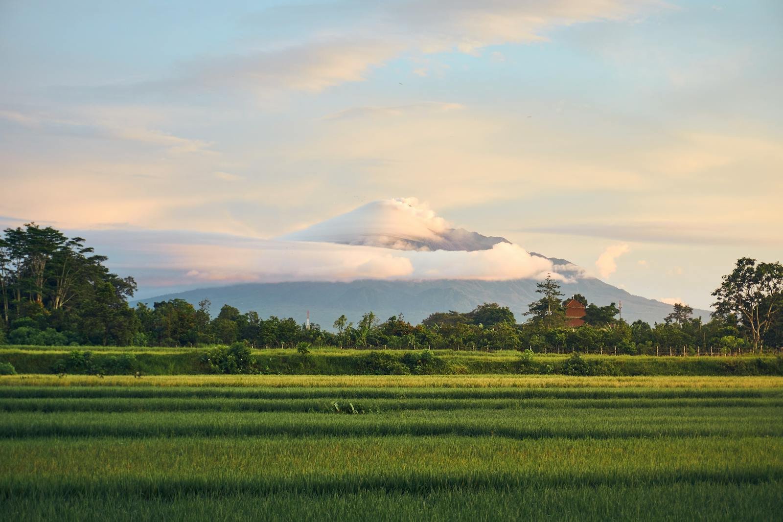 Scenic view of rice fields with Mount Merapi in Yogyakarta, Indonesia, during daytime.