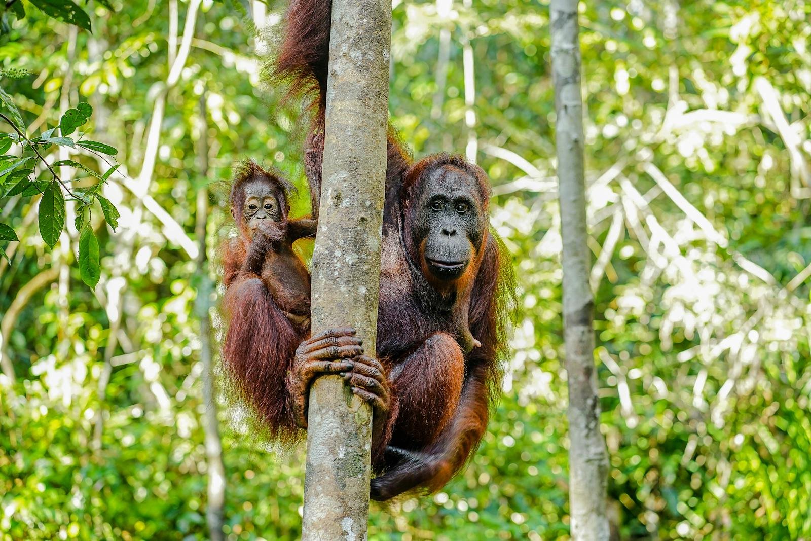 Mother and baby orangutan in lush Sumatera rainforest