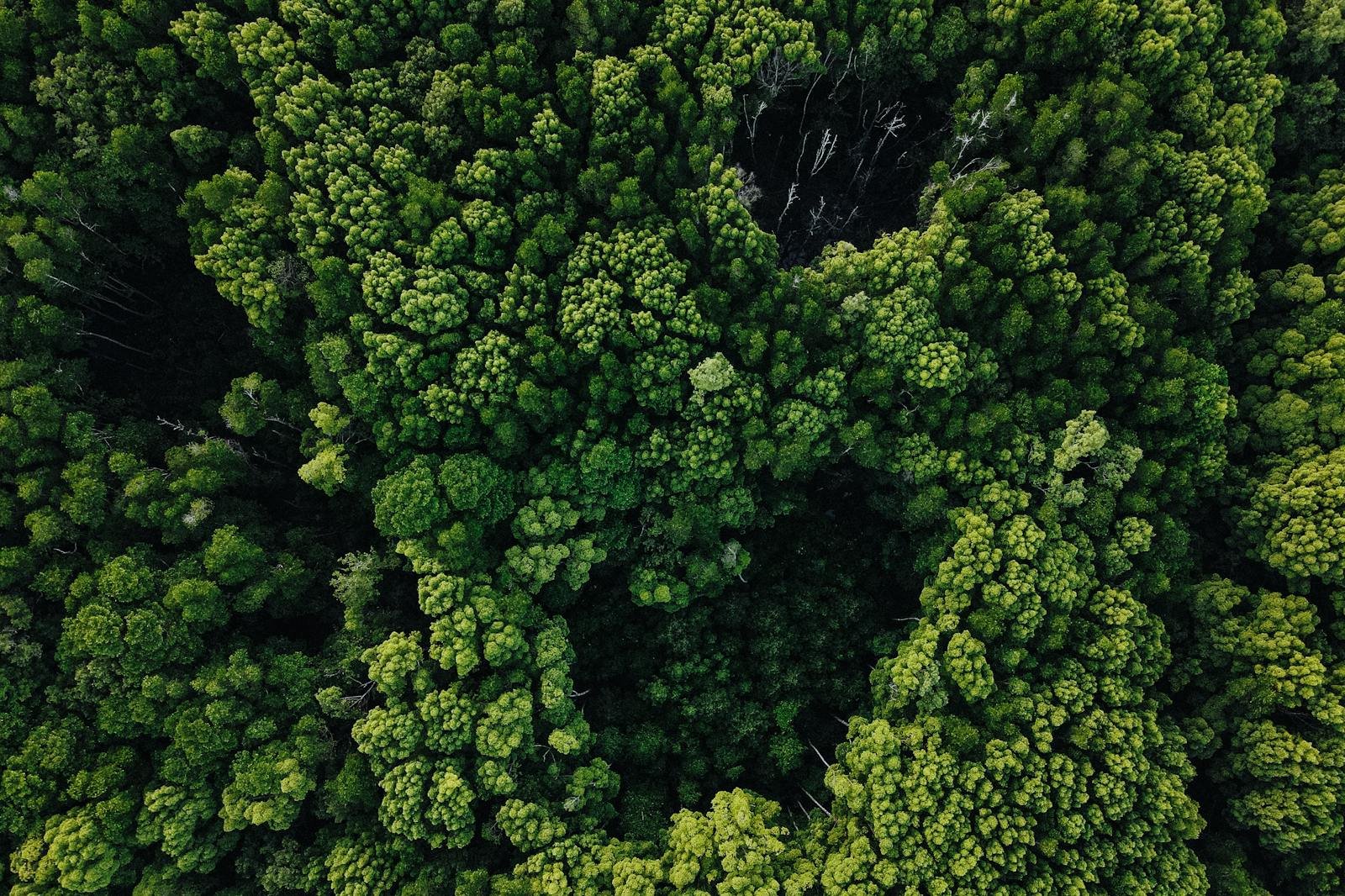 Drone view of tall lush trees with fresh bright foliage growing in spectacular forest on sunny day