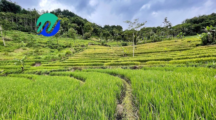 Selogriyo Rice Terraces: Trekking Through Java's Most Beautiful Paddies